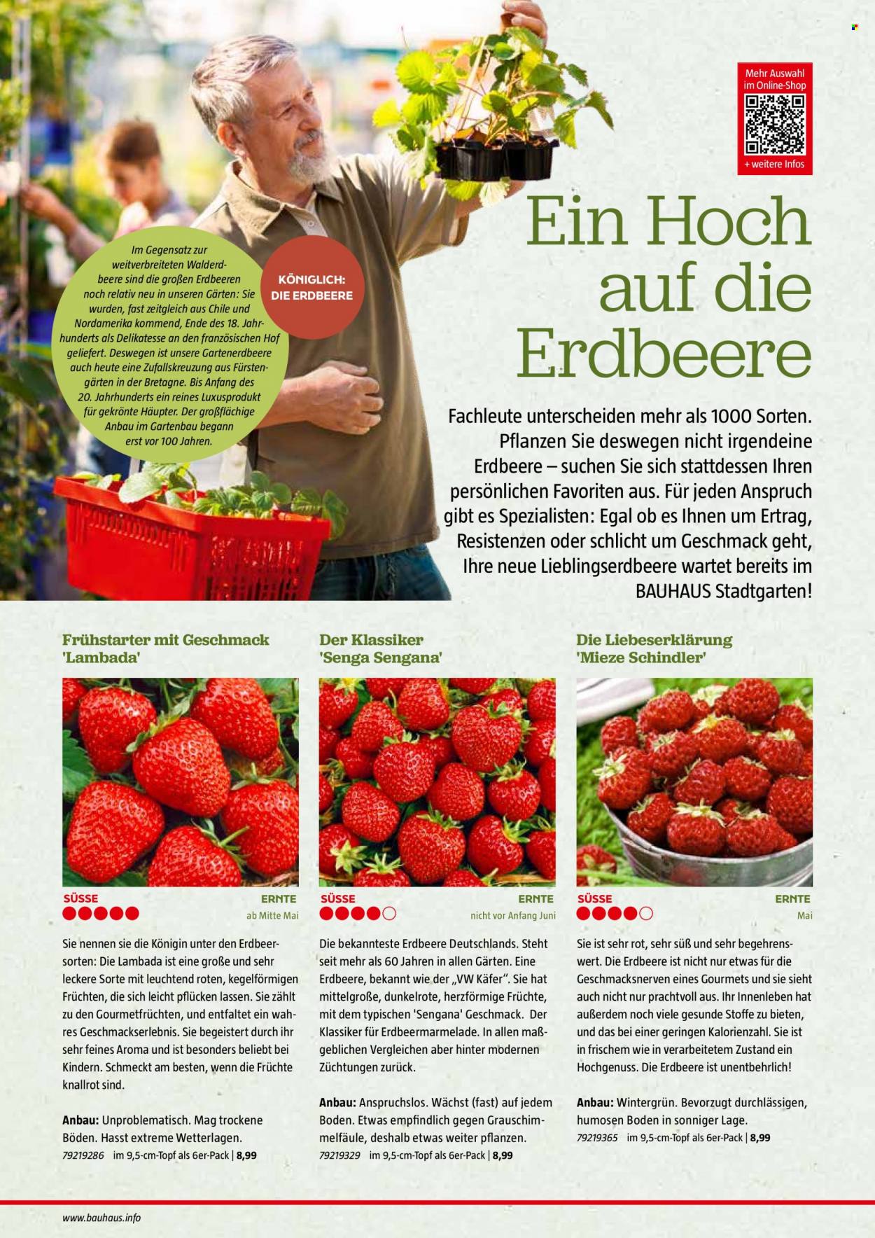 thumbnail - Prospekte Bauhaus - 29.12.2023 - 30.06.2024 - Produkte in Aktion - Hat, Erdbeeren. Seite 40.