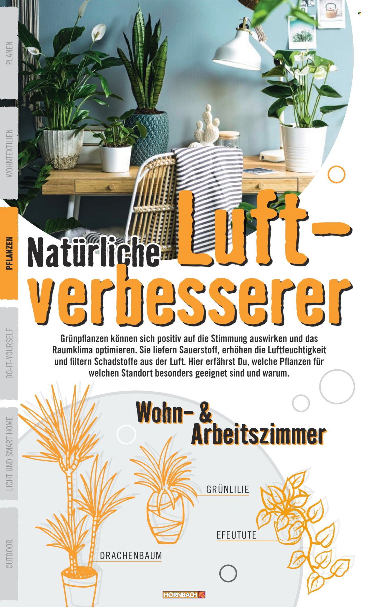 thumbnail - Prospekte Hornbach - Produkte in Aktion - Drinnen-Pflanze. Seite 20.