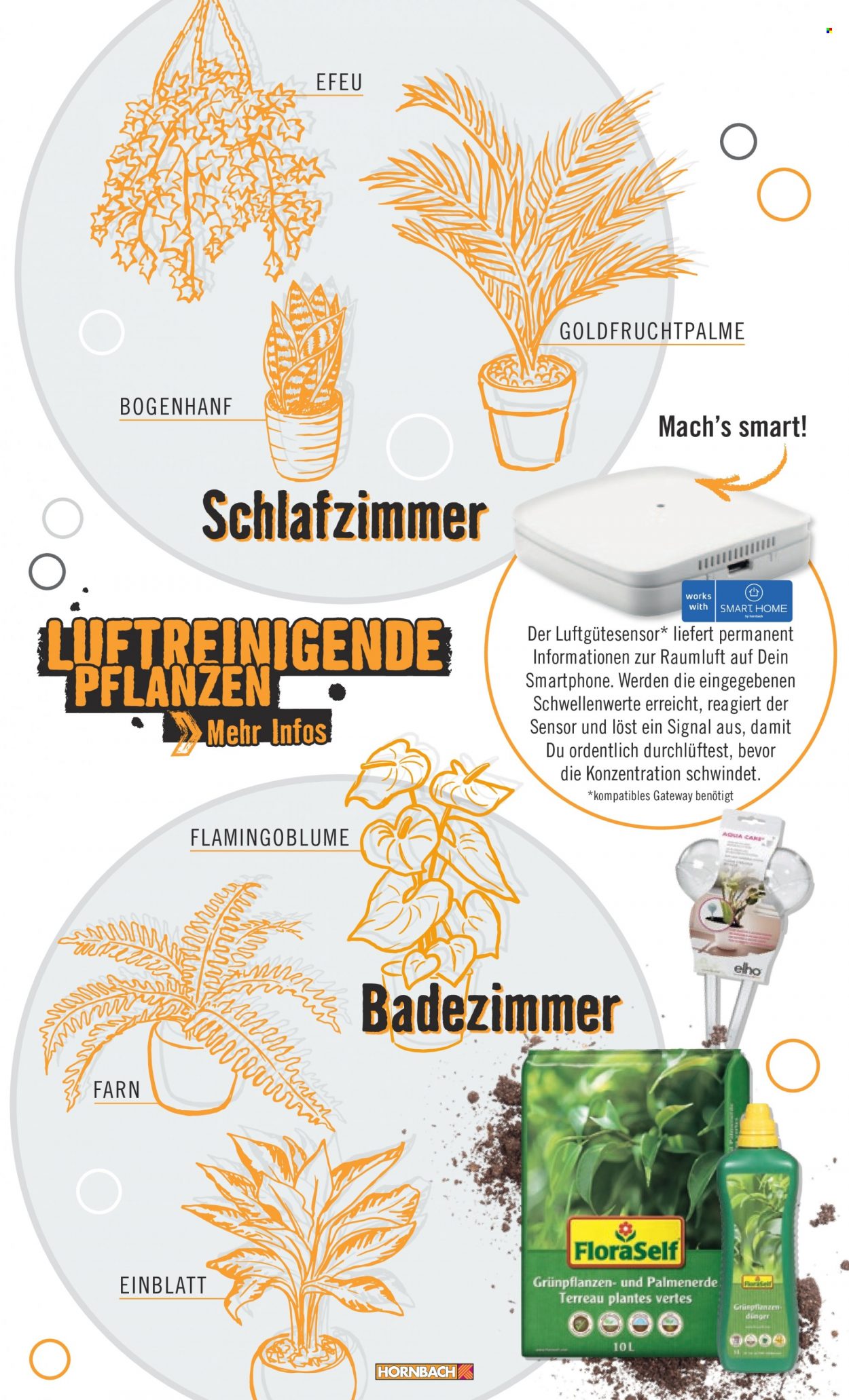 thumbnail - Prospekte Hornbach - Produkte in Aktion - Grünpflanze, Anthurium, Drinnen-Pflanze, Flamingoblume. Seite 21.