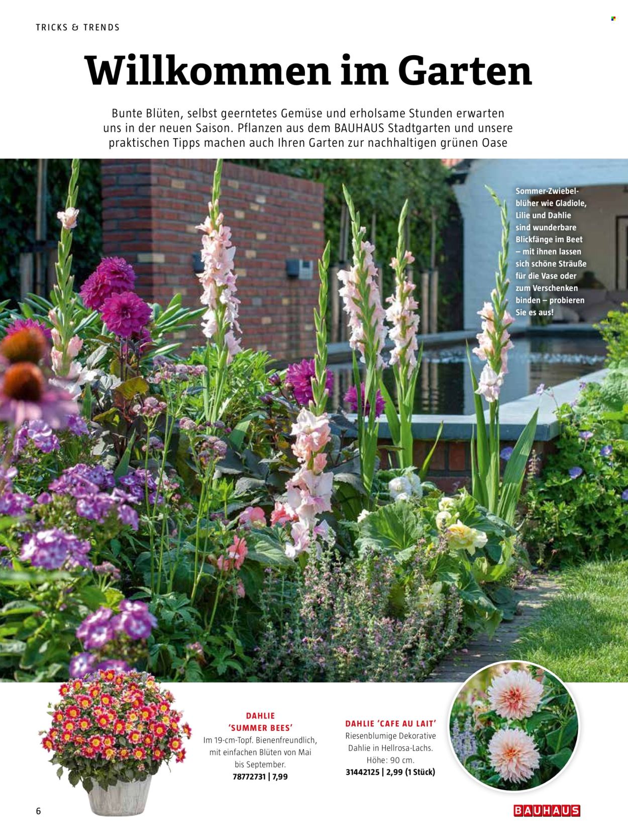 thumbnail - Prospekte Bauhaus - Produkte in Aktion - Vase, Binden, Draußen-Pflanze, Lilie. Seite 6.