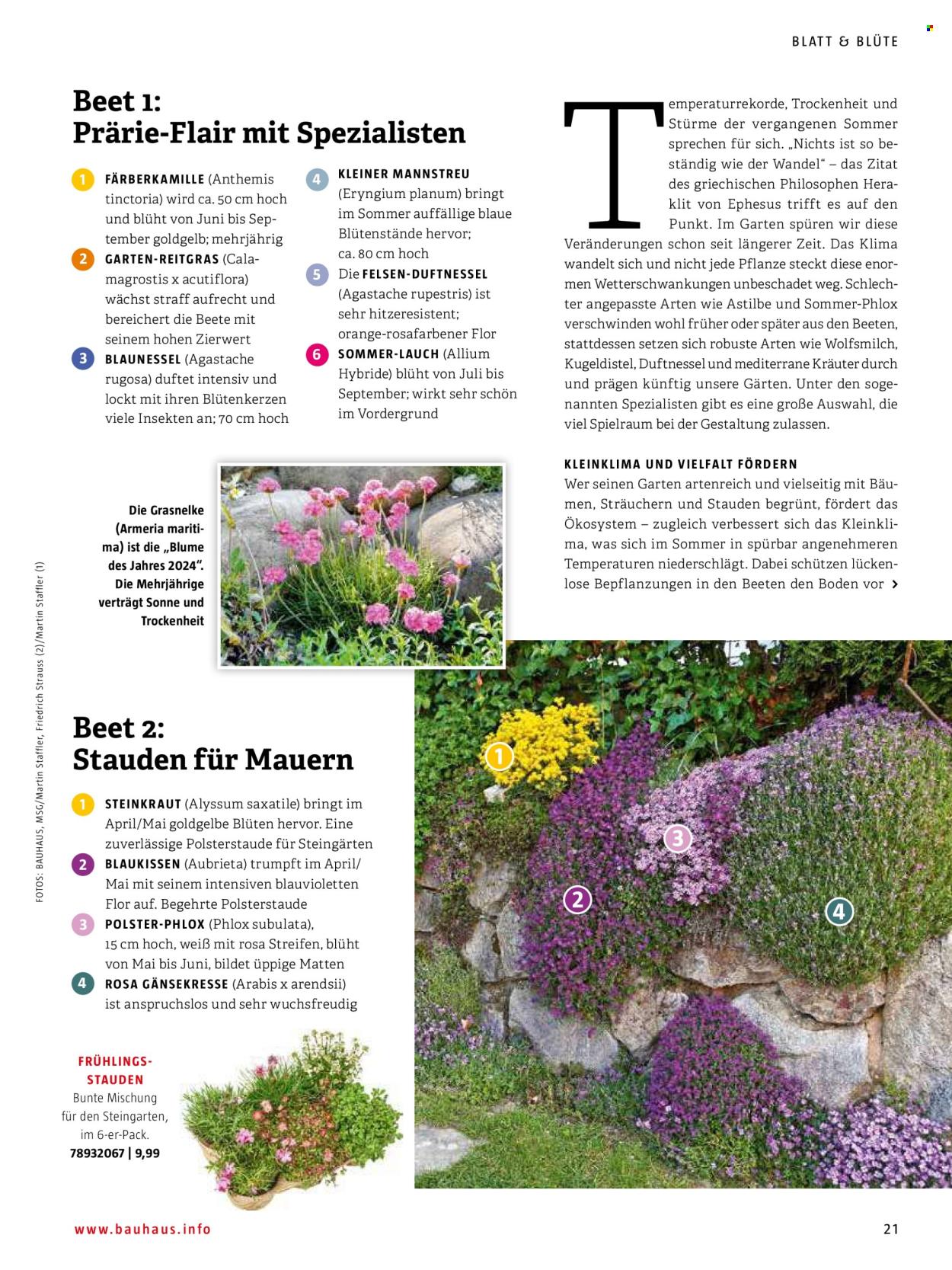 thumbnail - Prospekte Bauhaus - Produkte in Aktion - Stauden, Blumenstrauß, Draußen-Pflanze, Polsterstaude, Phlox, Blume. Seite 21.