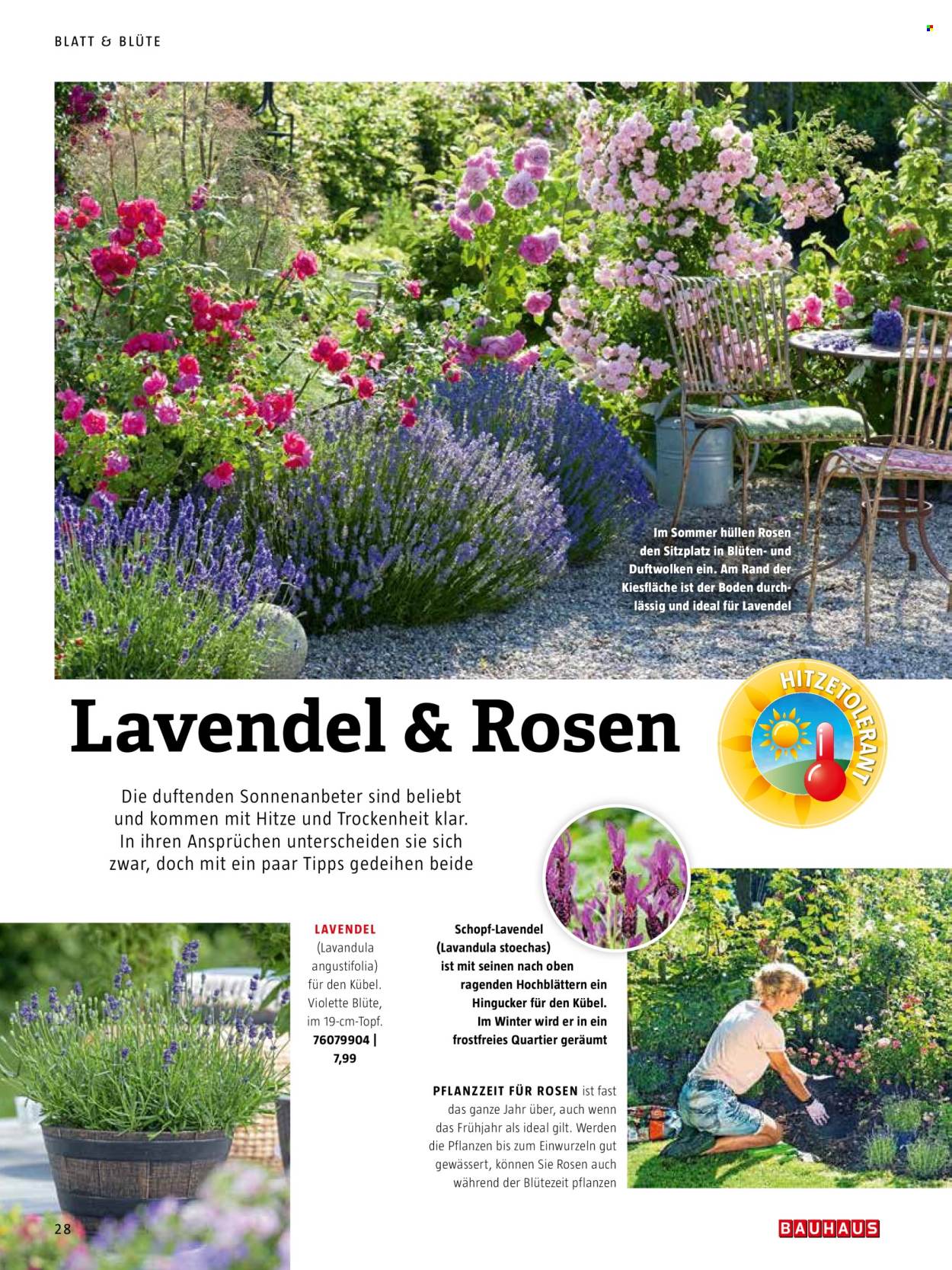 thumbnail - Prospekte Bauhaus - Produkte in Aktion - Blüte, Rosen, Lavendel, Draußen-Pflanze. Seite 28.