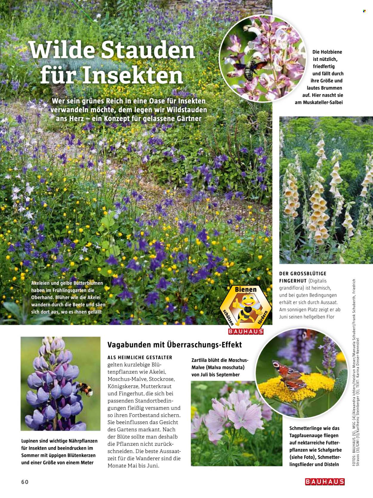 thumbnail - Prospekte Bauhaus - Produkte in Aktion - Blüte, Rosen, Stauden, Blumenstrauß, Draußen-Pflanze. Seite 60.