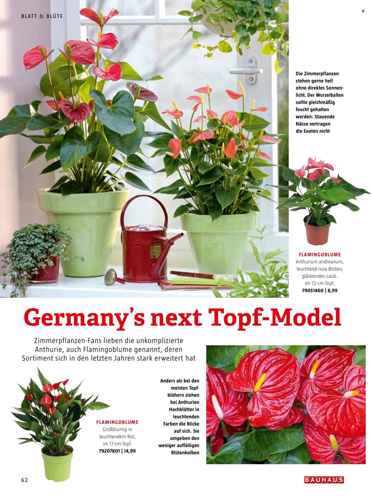 thumbnail - Prospekte Bauhaus - Produkte in Aktion - Hat, Anthurium, Drinnen-Pflanze, Flamingoblume. Seite 62.
