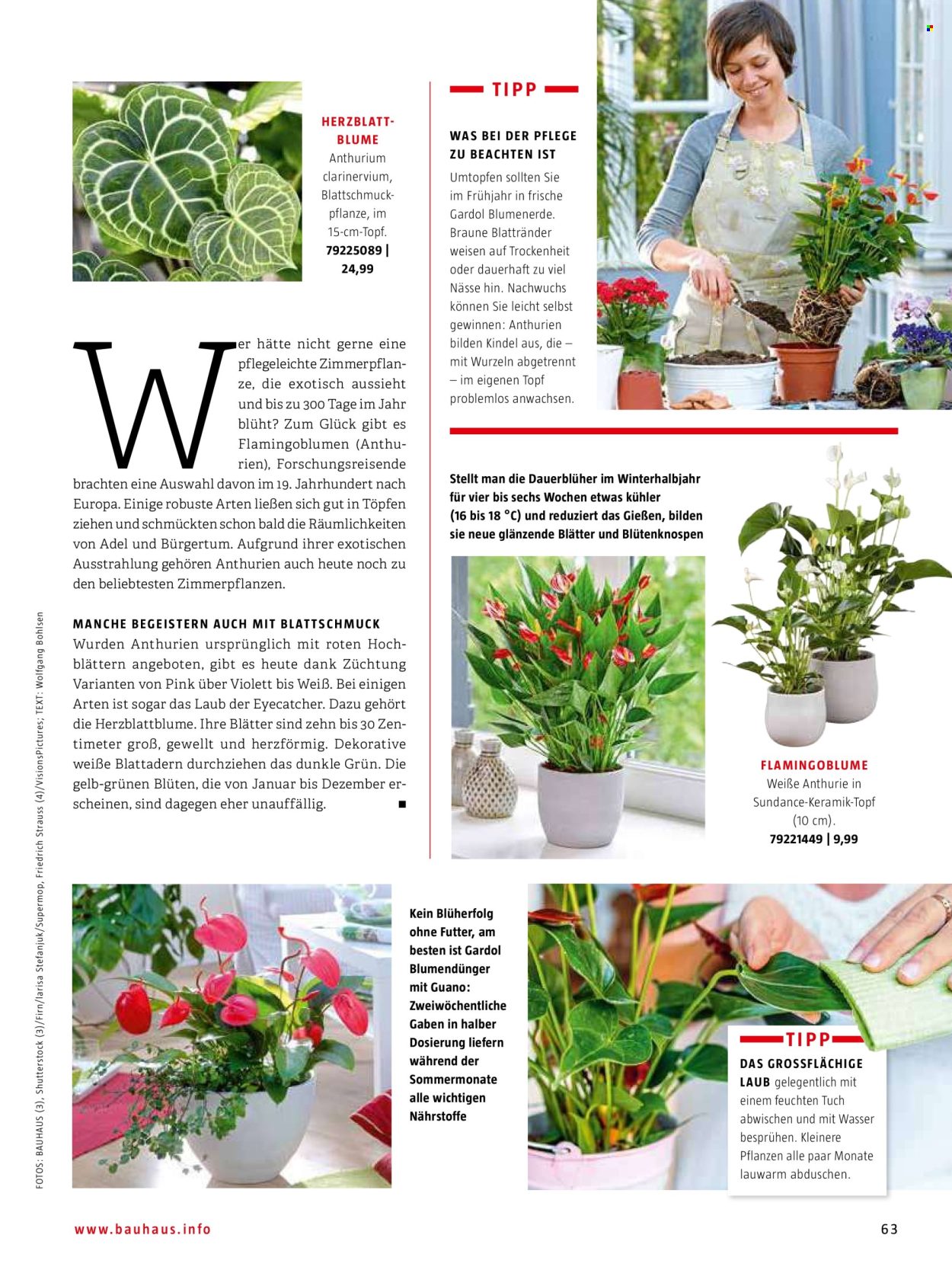 thumbnail - Prospekte Bauhaus - Produkte in Aktion - Blumenerde, Blumenstrauß, Anthurium, Drinnen-Pflanze, Blumendünger, Erde. Seite 63.