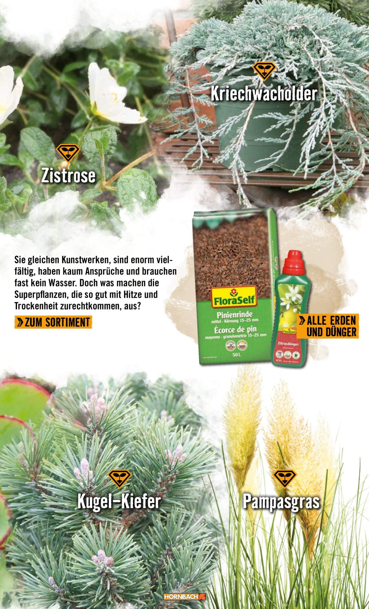 thumbnail - Prospekte Hornbach - Produkte in Aktion - Draußen-Pflanze, Pampasgras, Graspflanze, Kugel, Rindenmulch. Seite 29.