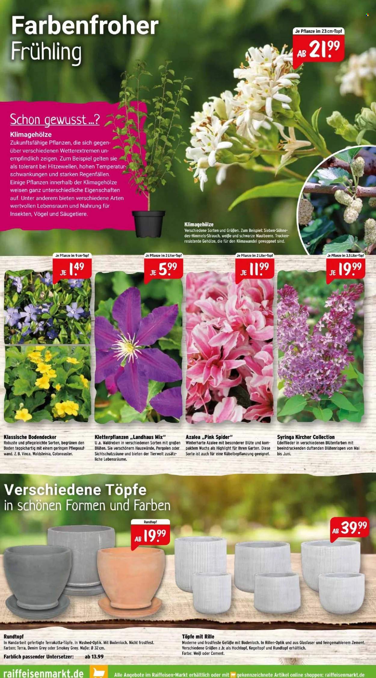 thumbnail - Prospekte Raiffeisen-Markt - 1.04.2024 - 30.04.2024 - Produkte in Aktion - Untersetzer, Draußen-Pflanze, Azalee. Seite 6.