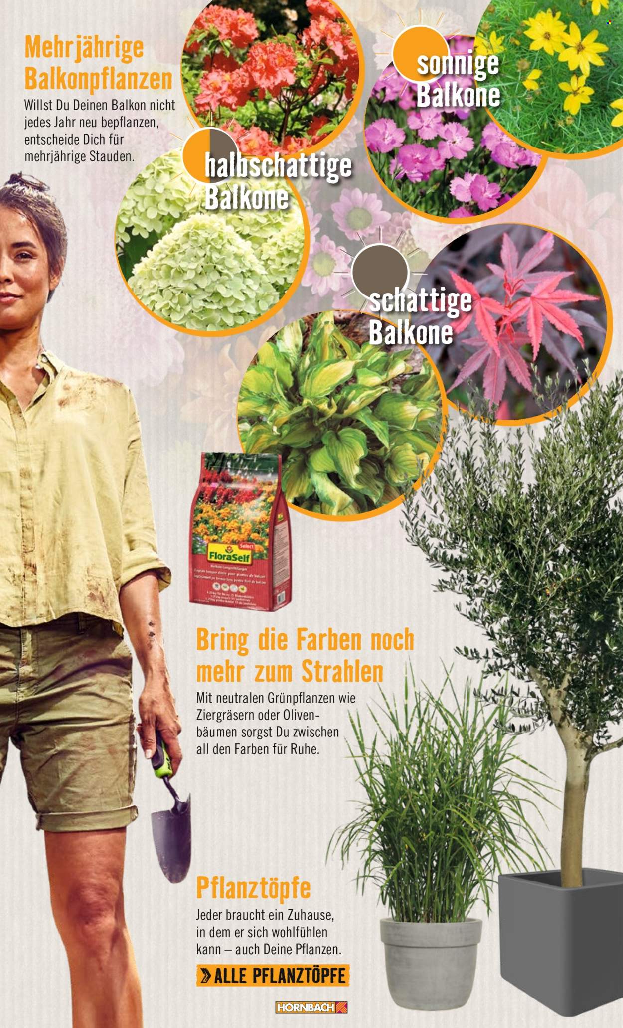 thumbnail - Prospekte Hornbach - Produkte in Aktion - Olivenbaum, Hydrangea paniculata, Hortensie. Seite 5.