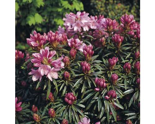 thumbnail - Rhododendron