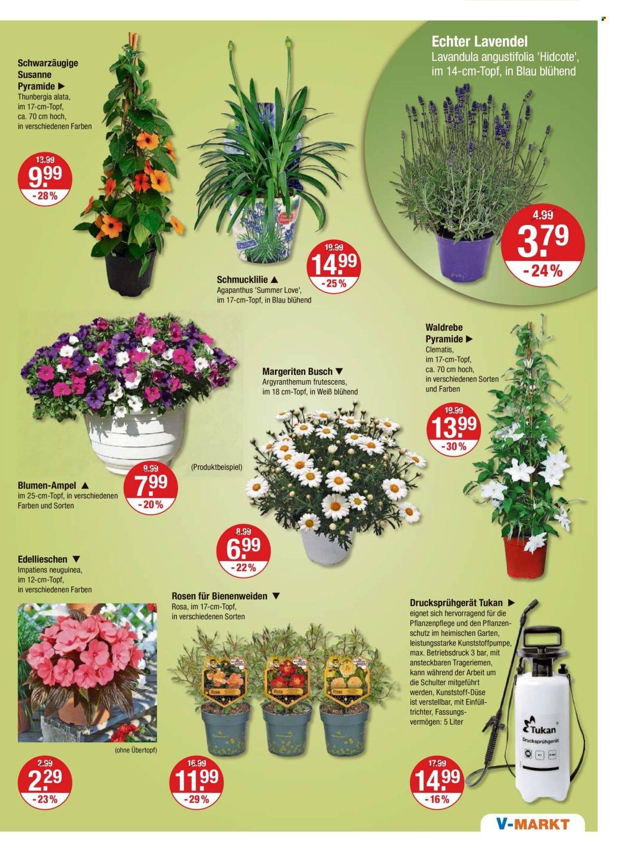 thumbnail - Prospekte V-Markt - 2.05.2024 - 8.05.2024 - Produkte in Aktion - Rosen, Lavendel, Draußen-Pflanze, Clematis, Margeriten, Schmucklilie, Pflanzenschutz. Seite 17.