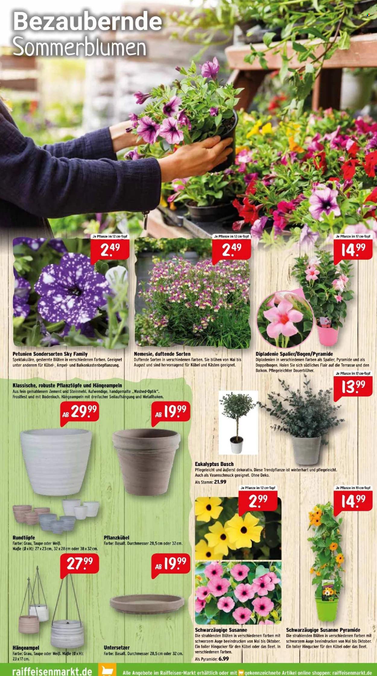 thumbnail - Prospekte Raiffeisen-Markt - 1.05.2024 - 31.05.2024 - Produkte in Aktion - Untersetzer, Hängeampel, Pflanze in dem Blumentopf, Petunie, Draußen-Pflanze, Sommerblume, Pflanztopf. Seite 5.