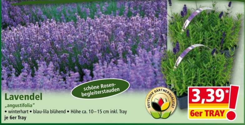 Lavendel
