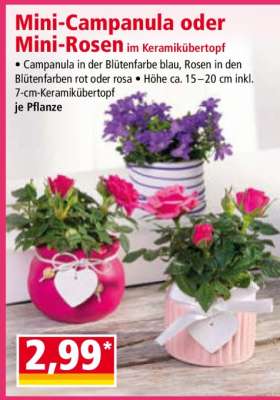 Mini-Campanula oder Mini-Rosen im Keramikübertopf