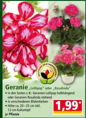 Geranie „Lollipop“ oder „Rosalinda“