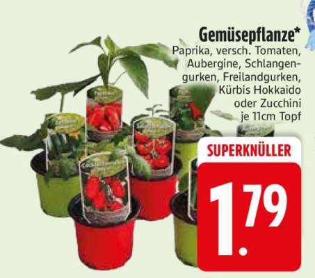 Gemüsepflanze