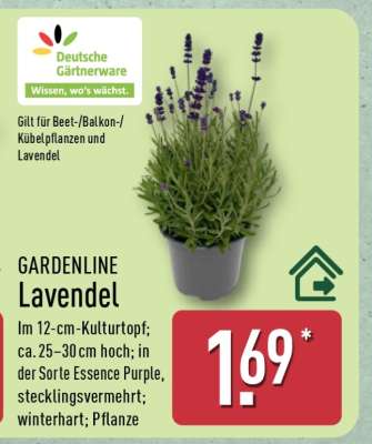 GARDENLINE Lavendel
