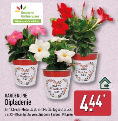 Dipladenie