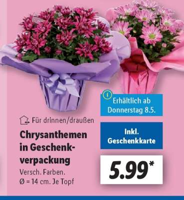 Chrysanthemen in Geschenkverpackung