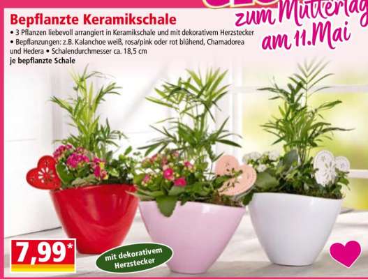 Bepflanzte Keramikschale