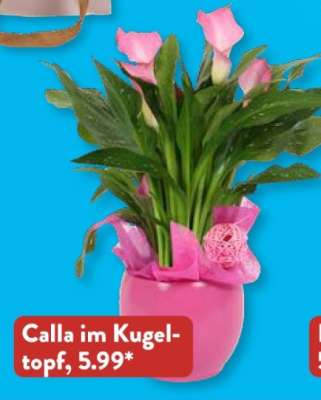 Calla im Kugeltopf