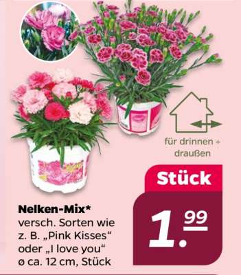 Nelken Mix