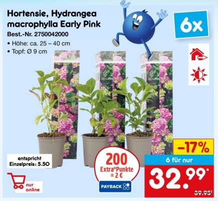 Hortensie, Hydrangea macrophylla Early Pink