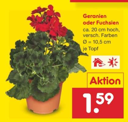 Geranien oder Fuchsien