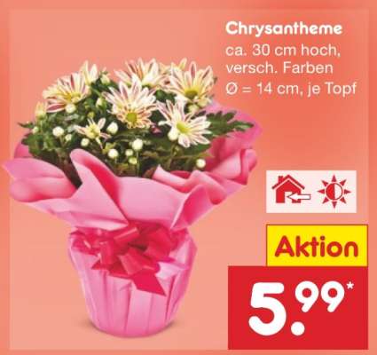 Chrysantheme