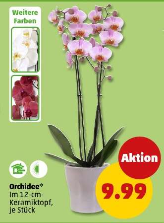 Orchidee