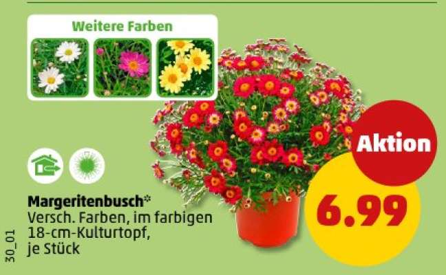 Margeritenbusch