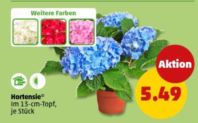 Hortensie