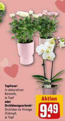 Topfrose oder Orchideengeschenk