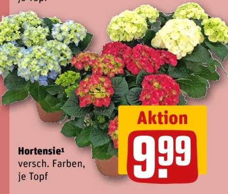 Hortensie