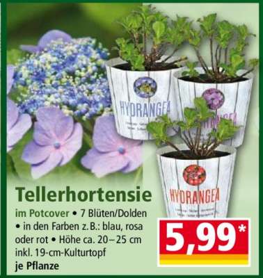 Tellerhortensie