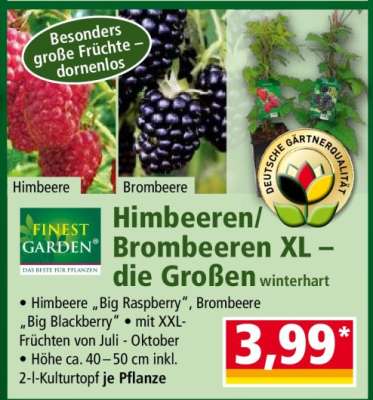 Himbeeren/ Brombeeren XL – die Großen