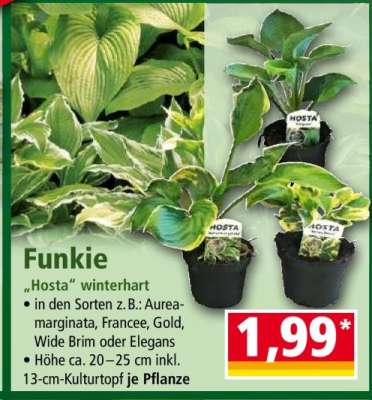 Funkie