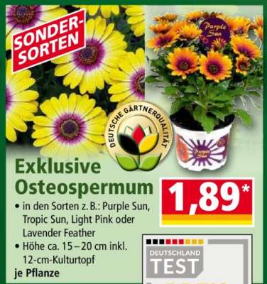 Exklusive Osteospermum