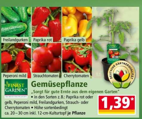 Gemüsepflanze