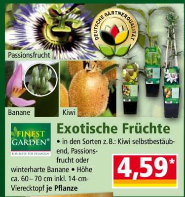 Exotische Früchte