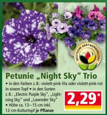 Petunie „Night Sky“ Trio