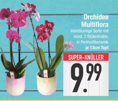 Orchidee Multiflora