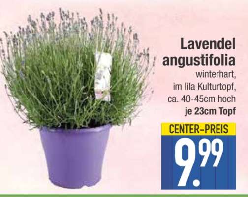 Lavendel angustifolia