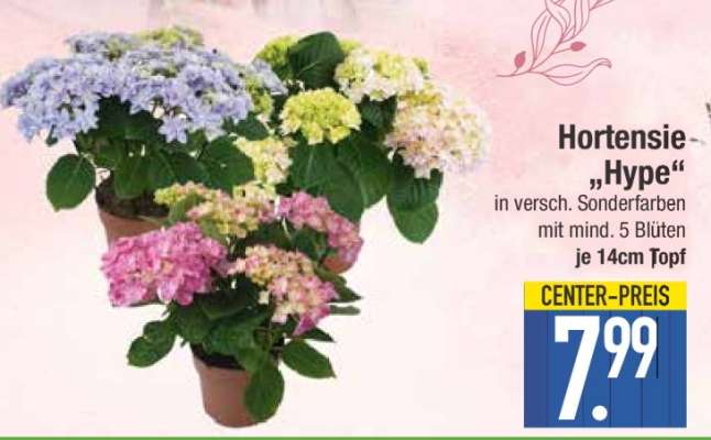 Hortensie 'Hype'
