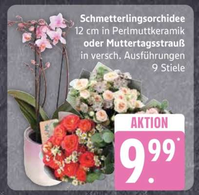 Schmetterlingsorchidee oder Muttertagsstrauß