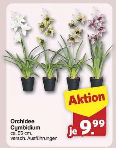 Orchidee Cymbidium