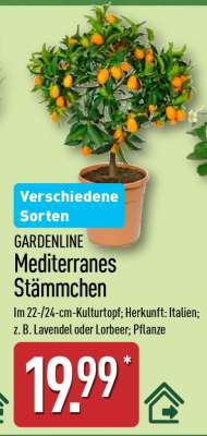 GARDENLINE Mediterranes Stämmchen