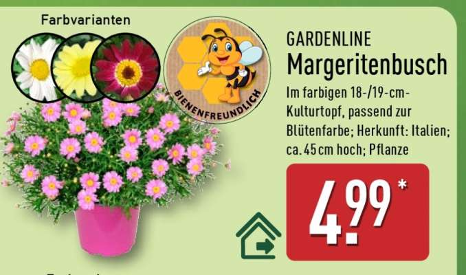 GARDENLINE Margeritenbusch