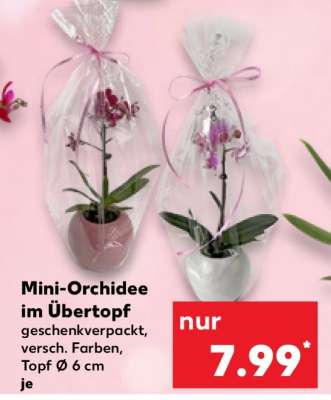 Mini-Orchidee im Übertopf