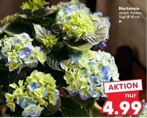 Hortensie
