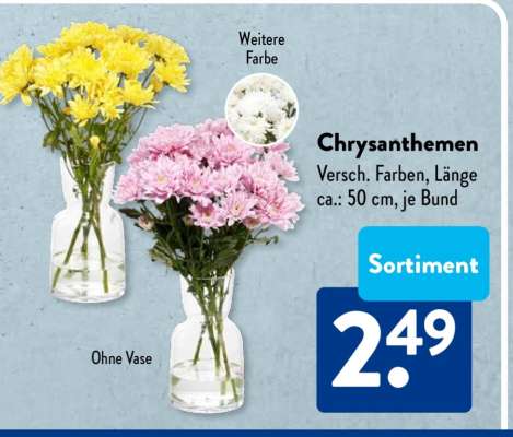 Chrysanthemen
